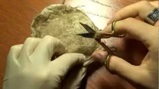 Theraphosa blondi Kokonentnahme (pulling egg sac)