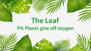 Montessori Elementary: The Leaf (Presentation 4 - Plants give off oxygen)