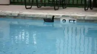 coot in the swimming pool | MicBergsma