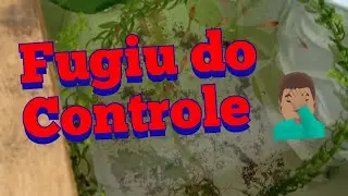 Estão multiplicando muito rápido 😲