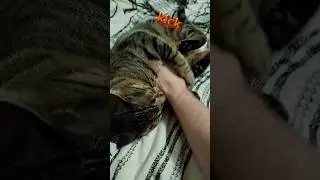 Kickin' Theo The Cat