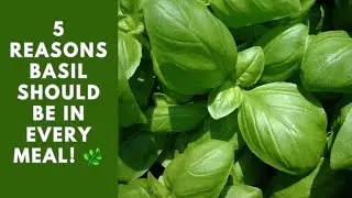 5 reasons why basil deserves a spot in every single meal | 5 Reasons Basil Should Be in Every Meal! 