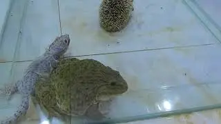 The bullfrog Fear met Gecko vs Gapama    WARING LIVE FEEDING!!!!!!