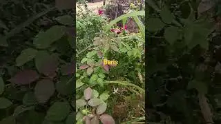 beautiful weather ☁️☁️ rain 24 hors active in village