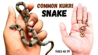 Banded kukri snake of India भारत मे पाए जाने वाला बैंडेड कूकरी साप (Oligodon arnensis)