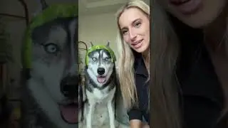 My dogs did not like their new hats&hellip; #dogsofyoutube #dog #dogs #husky #huskies