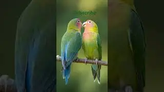 ##breeding love bird