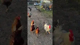 Our chickens and peacocks #cutefarmanimals #farmanimalct #farmlife #pets #chickens #poultry