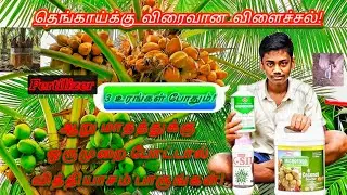 Boost Your Coconut Yield FAST: Only 3 Fertilizers Needed! (தெங்காய்க்கு விரைவான விளைச்சல்!)