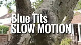 BlueTit Nest