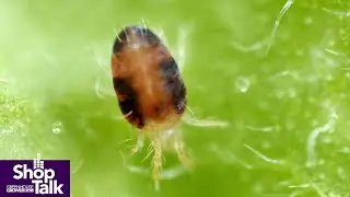The Earliest Warning Sign for Twospotted Spider Mite in the Greenhouse Is Knowing Your Crop