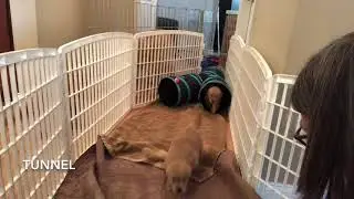 Puppy Curiosity and Confidence Building
