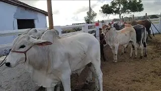 Feira de gado Posto Alto da Serra 25/01/26