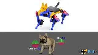 Bulldog vs Robot Dog Bittle - Are They Alike? | PetoiCamp