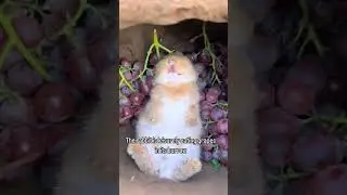 the cutest rabbit in the world #rabbit #asmr #cute #shorts