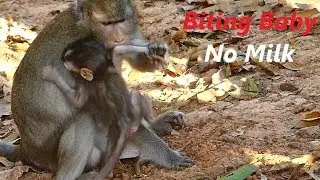 Poor Alba No Milk Feeding & Crazy Mother BiiTE Baby Screaming | Baby Monkeys Post