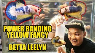 PERGGHHHH YELLOW FANCY OUR LOCAL PRIDE [BETTA LEELYN]