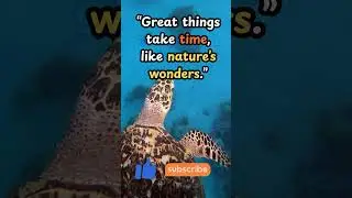 &ldquo;The Secret to Success&rdquo; #AnimalMotivation #TurtleWisdom #StayPatient #Motivation #lifetipsandtricks