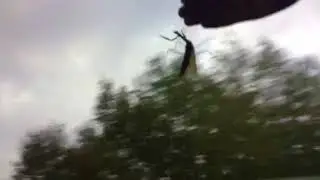 Stranger things phone drop but it is a mantis