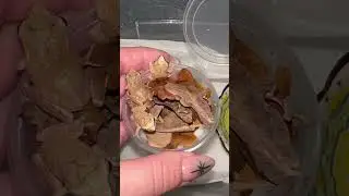 Белогубый веслоног(Polypedates megacephalus)
