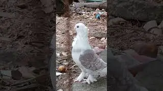 #pigeonflight #pigeonlover