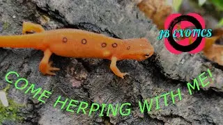 Come herping with me!|Red efts are everywhere![JB exotics]
