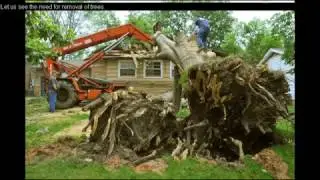 Why hire a tree removal service