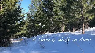 A Snowy Walk in April