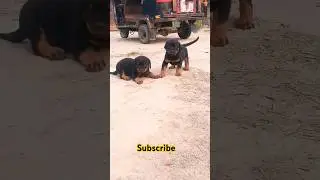 Rottweiler puppies dev Dhankher rottweiler jind #shorts #shortsfeed #shortvideo #trending #viralvid