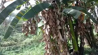 Captured No talk Beautiful Small farm Sweet Corns