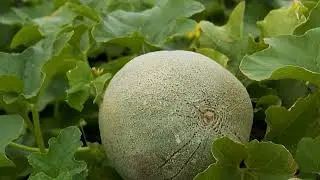 Humedad y mild&eacute;u del mel&oacute;n - La Finca de Hoy