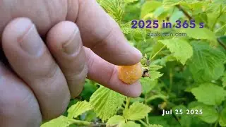 2025 in 365 seconds