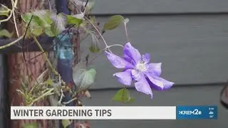 Here are some gardening tips as we transition from fall to winter