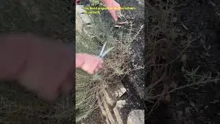 Pruning  Rosemary after Winter   #shorts