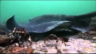 C&oacute;mo se alimenta una mantarraya