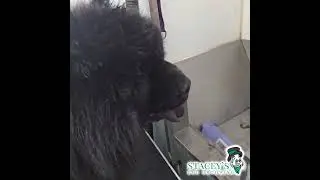 Random - Jax Chow Chow making a mess #StaceysDogGrooming #BehindTheScenes