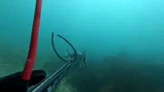 Longsnout Boarfish- Dumb AND tasty 🤤