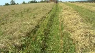 8 year old girl combining oats with a gleaner K