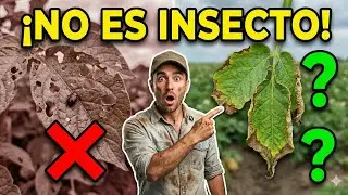 It's not a plague! The hidden problem that's ruining your potatoes 🥔 (And how to fix it)
