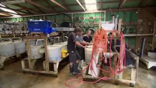 Mussel Breeding at the Cawthron Institute