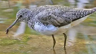 Green sandpiper Call Tringa ochropus Sound Ma&ccedil;arico-bique-bique Canto