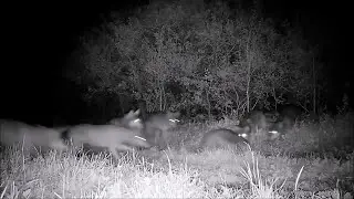 Einzigartige Dokumentation: Wolfsrudel auf Biber-Jagd!