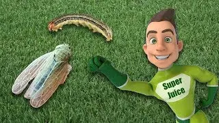 Bugs in the Lawn - Lawn Pest Control