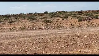 Camels in Nugaal Valley , Garowe , Puntland , Somalia