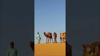 🐫 camel facts #shortvideo #facts #short #shorts