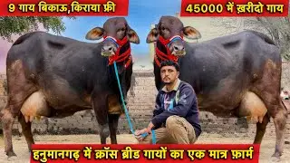 45000 से दाम,20 लीटर तक दूध👍9 गाय बिकाऊ👌क्रॉस ब्रीड की सुपर गाय👌Top Cross Breed Cows For Sale
