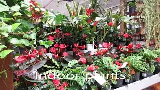 Garden Nursery | Plants Price | House Plants | Part 2 | London