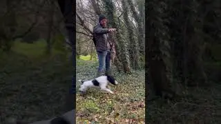 Dixie having a few game picks while training 🙌 #cockerspaniel #workingdog #workingcockerspaniel