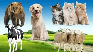 Gluttonous animals, animals that run away: bears, ducks, monkeys, elephants, cows, horses