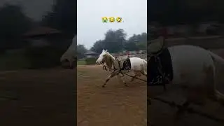 #funny #comedy #jokes #memes #fun #horse #fyp #fypシ #fypシ゚viral #christmas #equestrian #theo